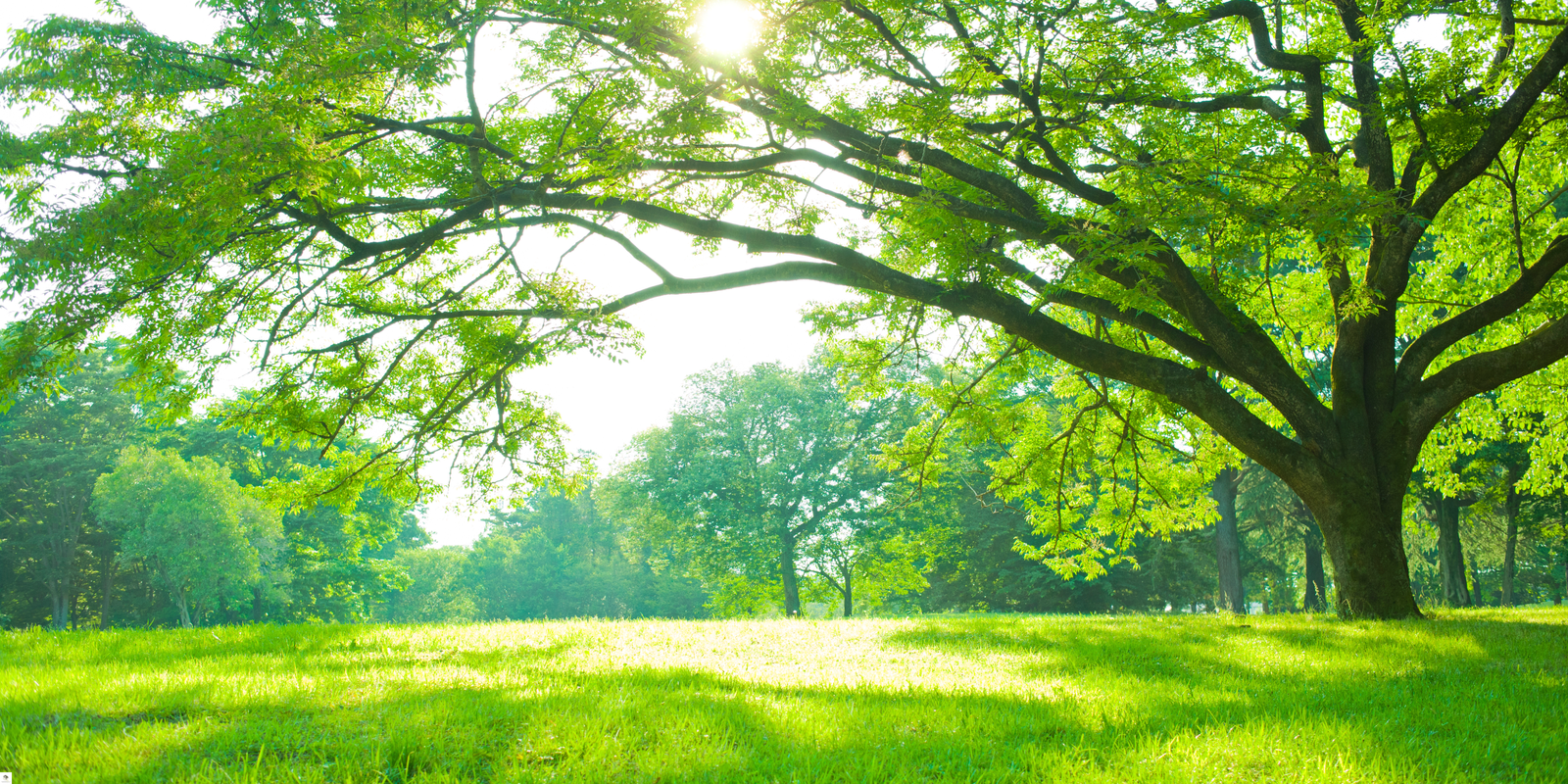 A large, serene tree with sunlight filtering through the leaves, featuring the Empowering Minds logo with the tagline 'Empowering Minds, Transforming Lives.